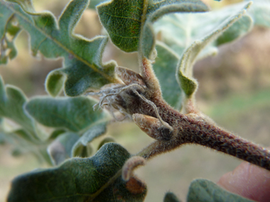 Bourgeons ovoïdes à écailles grises. Agrandir dans une nouvelle fenêtre ou onglet)